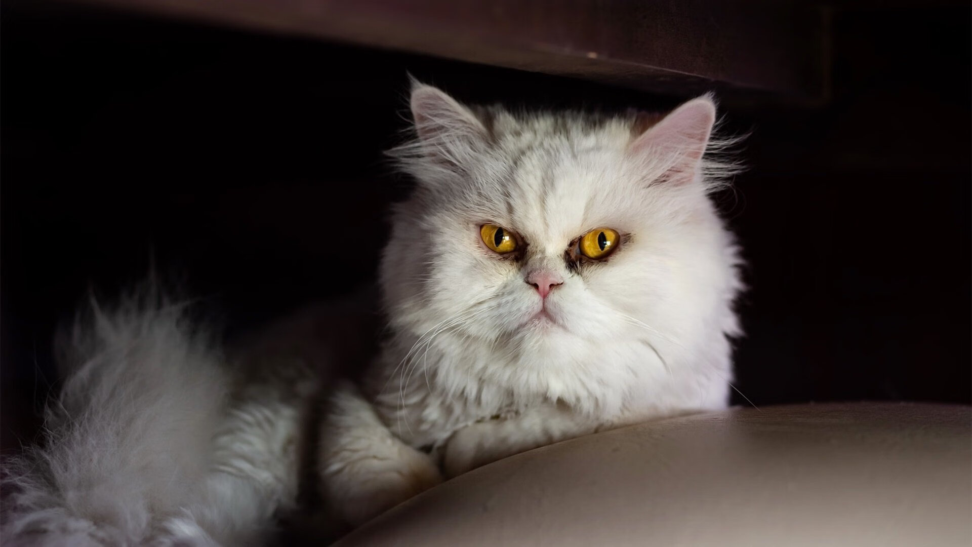 九游-CBA多支球队加强青训投入 助力未来发展，cba青训都是在哪里选拔的